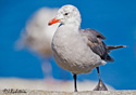 Larus herrmanni